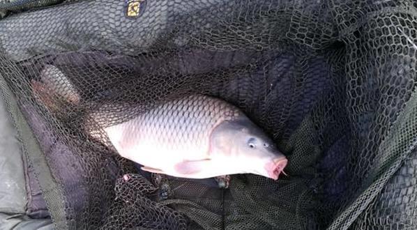 Bila 2 4 - 5 noiembrie 2017 - 2c.jpg